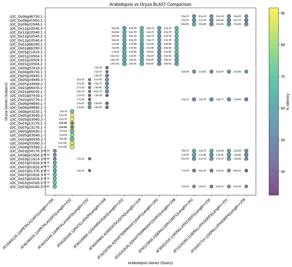 MADS-Box Gene Detection