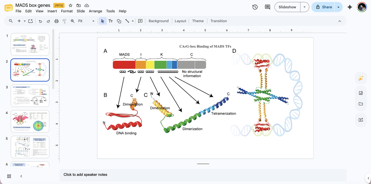 MADS-Box Gene Detection