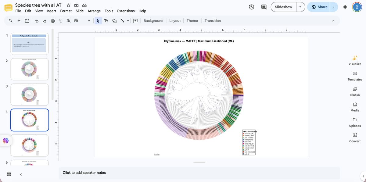 MADS-Box Gene Detection