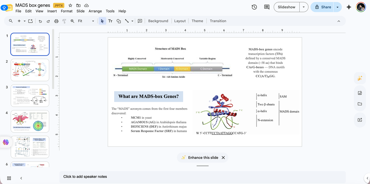 MADS-Box Gene Detection